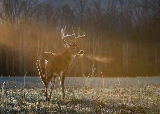 2021 nine-day gun deer hunt: License sales, harvest registrations down from 2020