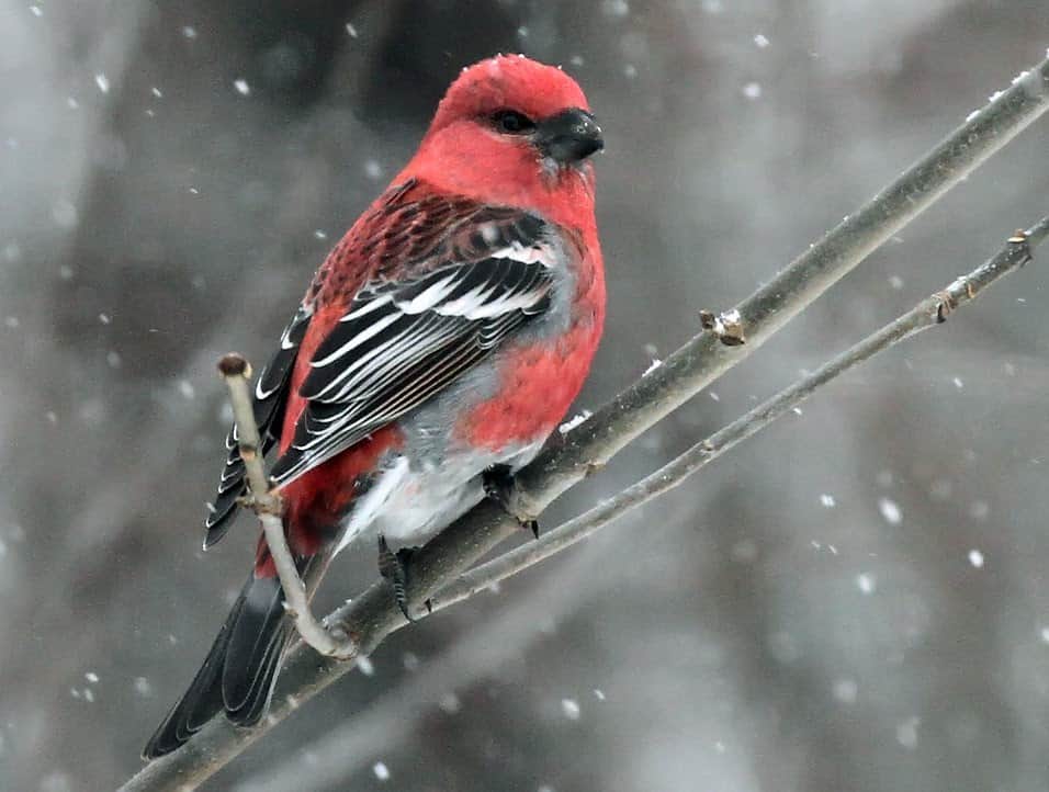 Birding Report: Winter weather brings rare feathered finds
