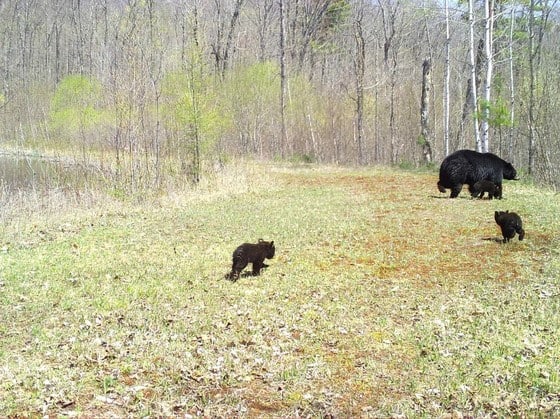 DNR asking public to report black bear den locations for new research study