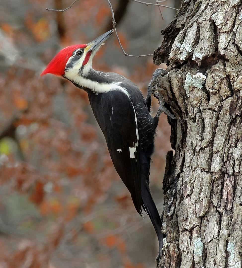 Natural Connections: Admiring Pileated Woodpeckers