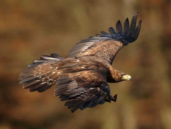Natural Connections: Golden Eagles in NW Wisconsin