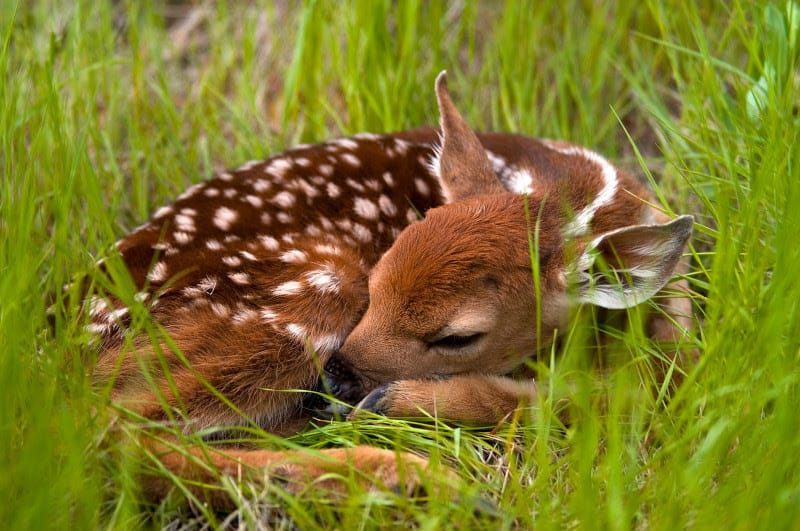 Keep Wildlife Wild: What to do if you encounter baby animals this spring -  Tomahawk Leader Newspaper