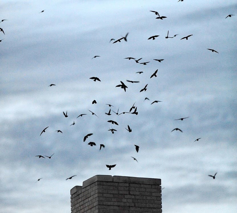 DNR asks public to help count, track chimney swifts