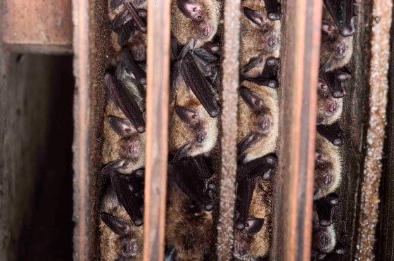 ‘If you care, leave them there,’ DNR says about bats coming out of hibernation in spring