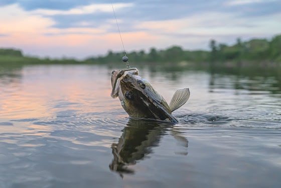 DNR announces new angling regulation for walleye rehabilitation on four Oneida, Vilas County lakes