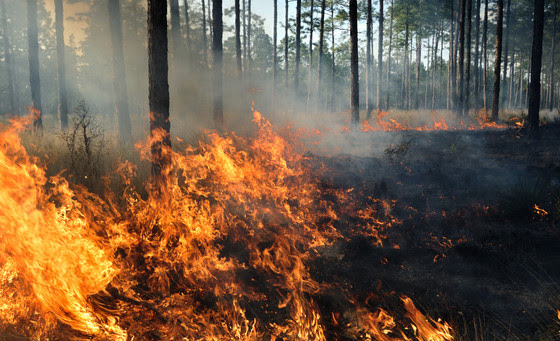 DNR encourages public to ‘Be Fire Smart’ during wildfire season