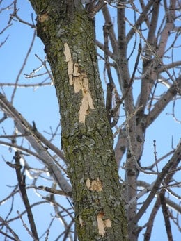 DNR encourages property owners to protect trees against emerald ash borer
