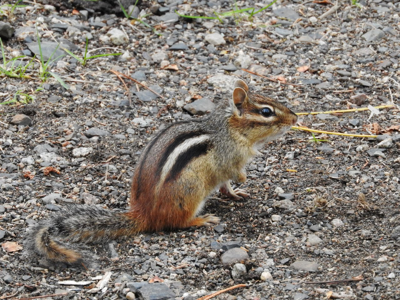 Natural Connections: Chipmunks