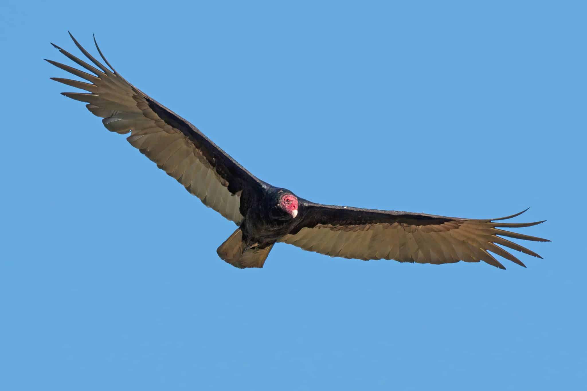 Natural Connections: Turkey Vultures