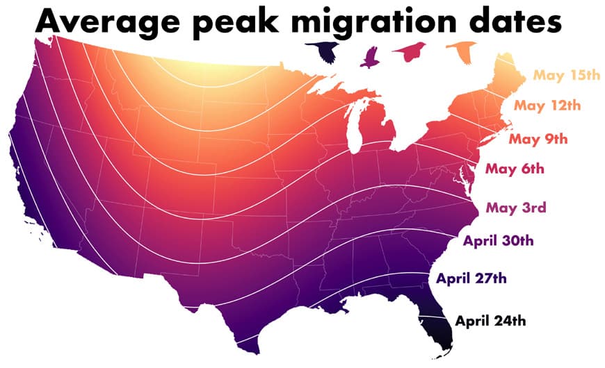 Birding Report: Peak migration underway in May