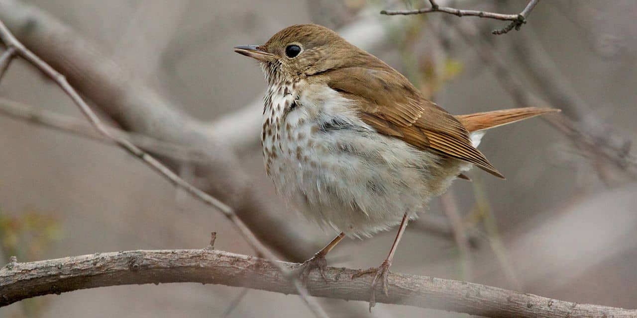 Natural Connections: Robins and Hermit Thrushes, Cousins in the Woods