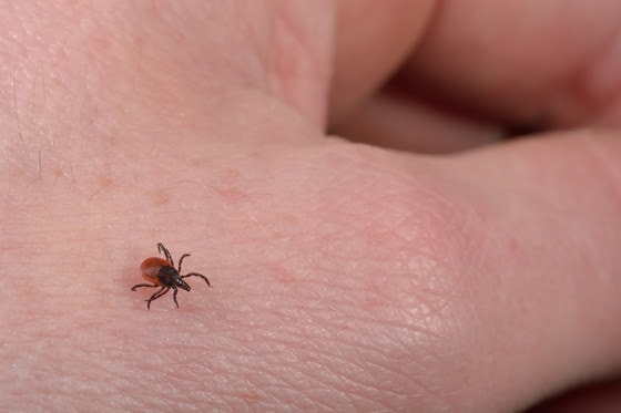‘Fight the Bite’ during Lyme Disease Awareness Month