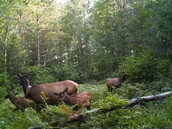 DNR seeking volunteers to monitor elk in Flambeau River State Forest, Clam Lake area