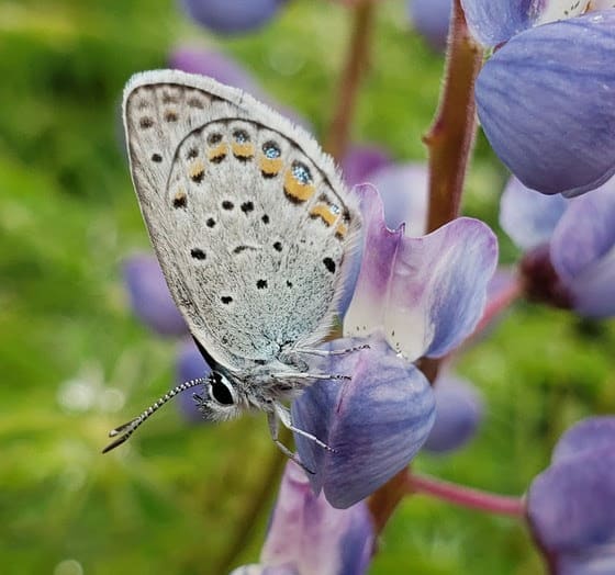 DNR: How to help butterflies, bees, other pollinators