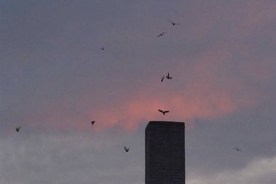 DNR asking public to help count chimney swifts ahead of southern migration