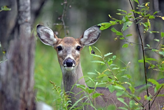 Citizen-science surveys for deer, game birds now open