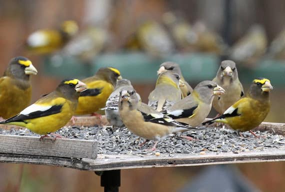 Birding Report: Goodbye fall migration, welcome wintering birds