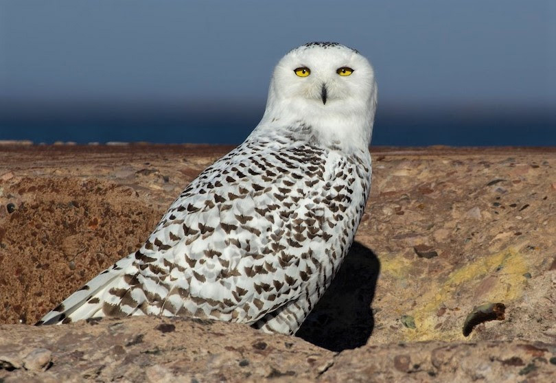 Snowy owls spotted in Wisconsin despite mild fall weather