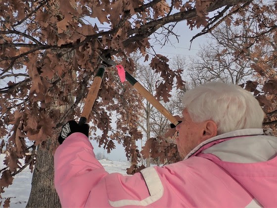 DNR: Prune oak trees in winter to help prevent oak wilt