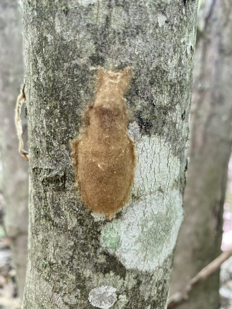 Wisconsin’s spongy moth population increases for third-consecutive year