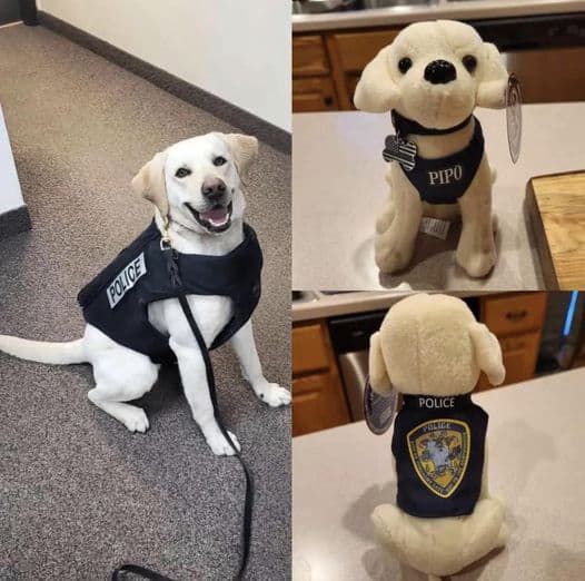 TPD selling Pipo dolls to raise funds for K-9 unit