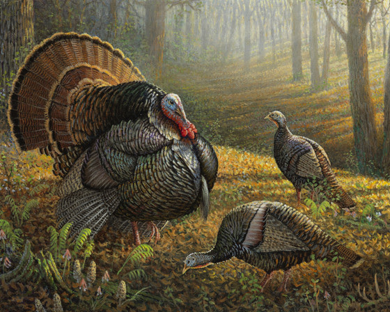 DNR accepting artwork for 2024 turkey, pheasant, waterfowl stamp design contests