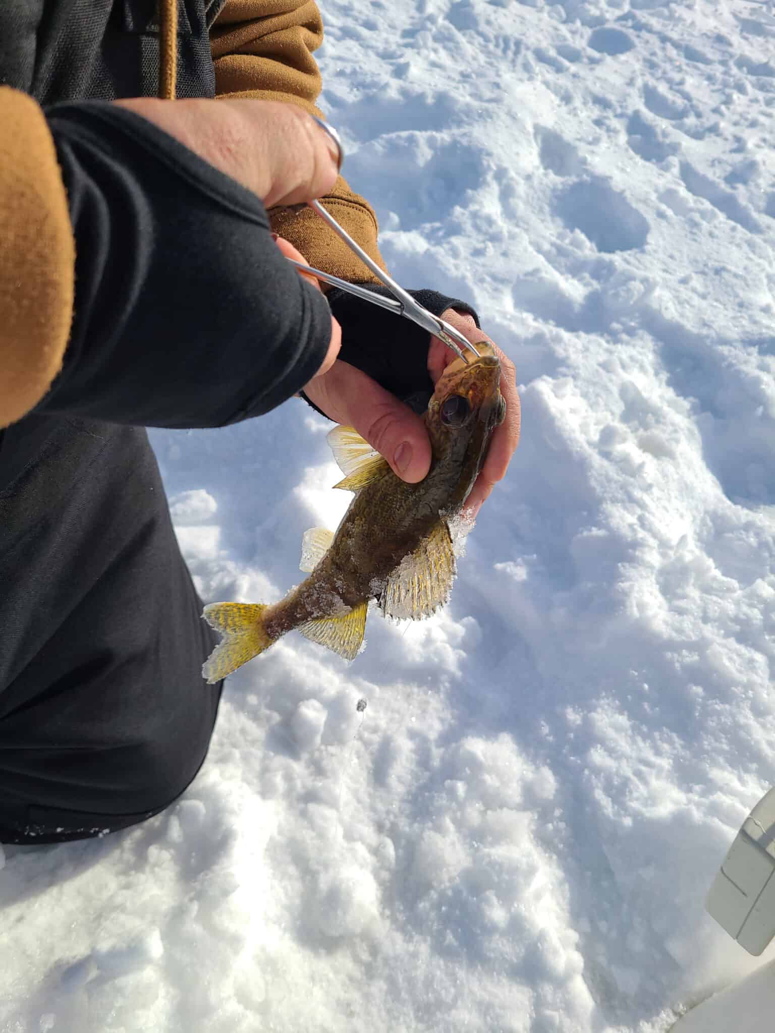 Fishing Report: Good Ice, Minimal Snow…Time to Fish!
