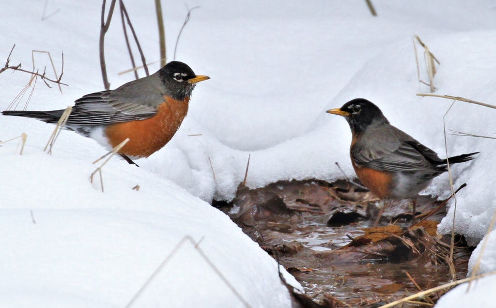 Birding Report: Spring migration underway