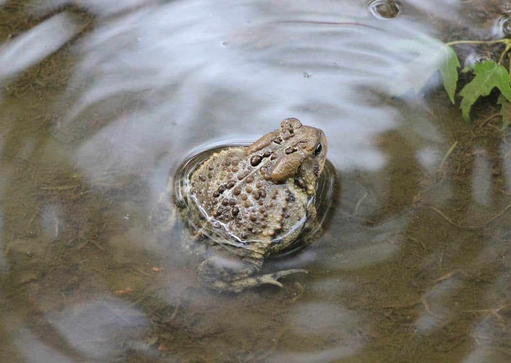 Participation sought in annual frog, toad calling survey