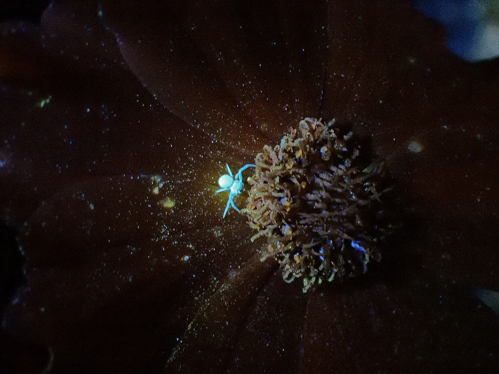 Natural Connections: The Glowing Attraction of Spiders