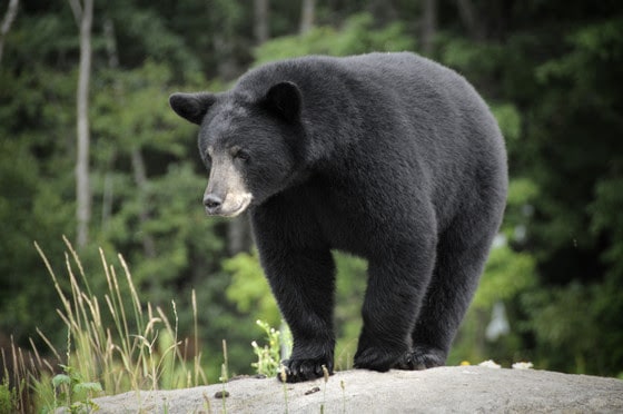 DNR seeking applicants, instructors for Learn to Hunt Bear program
