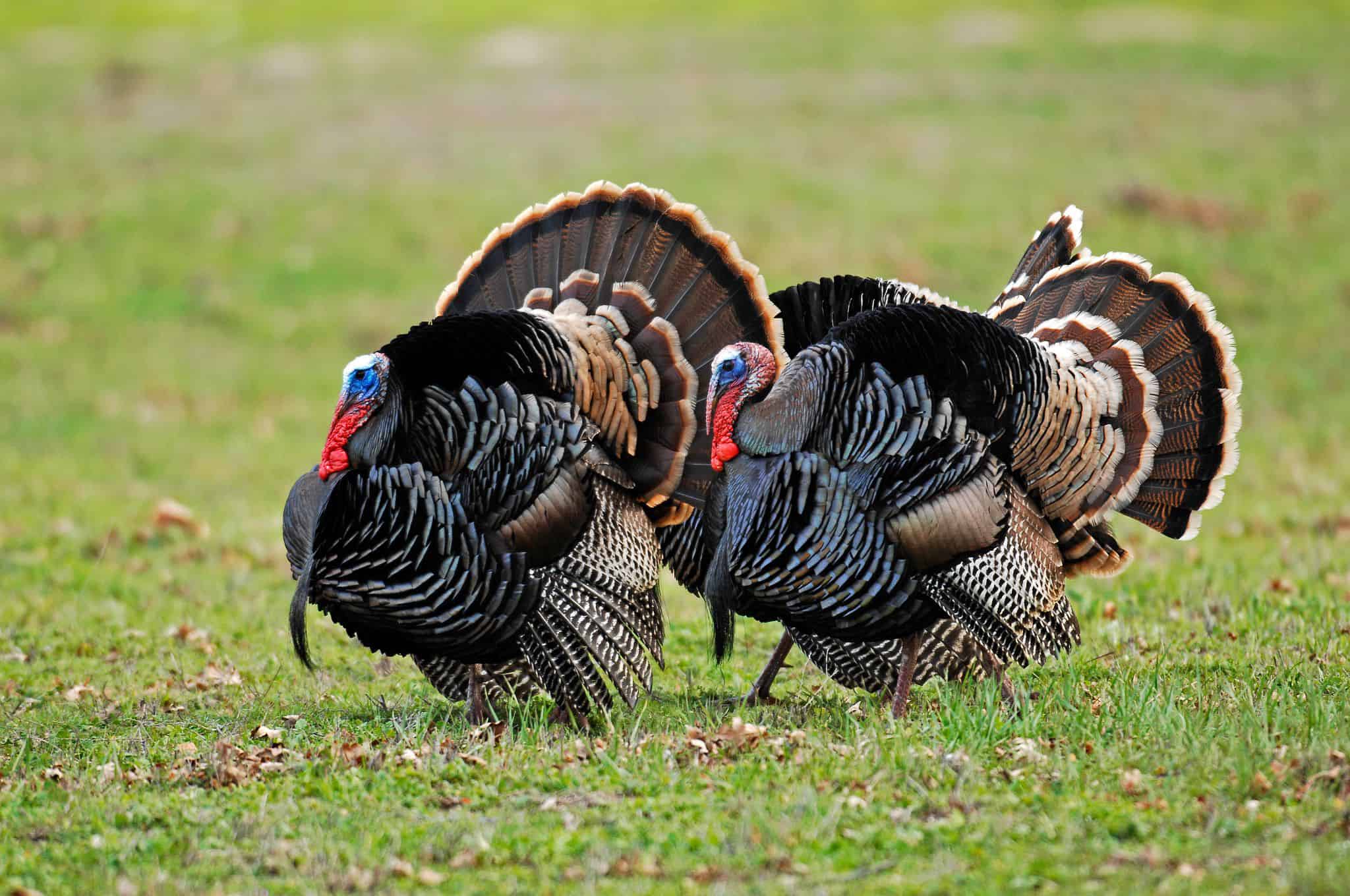 2023 youth turkey hunt slated for next weekend