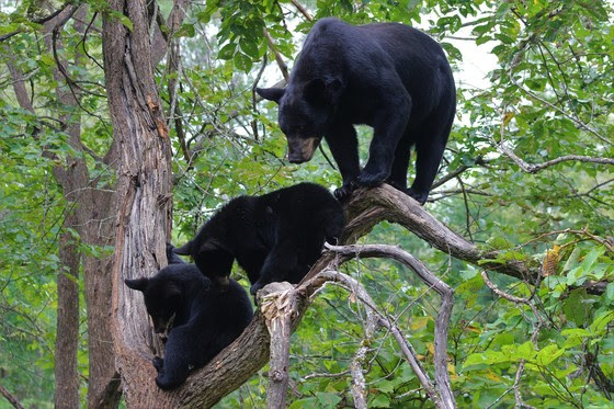 Wisconsinites encouraged to take steps to avoid confrontations with black bears