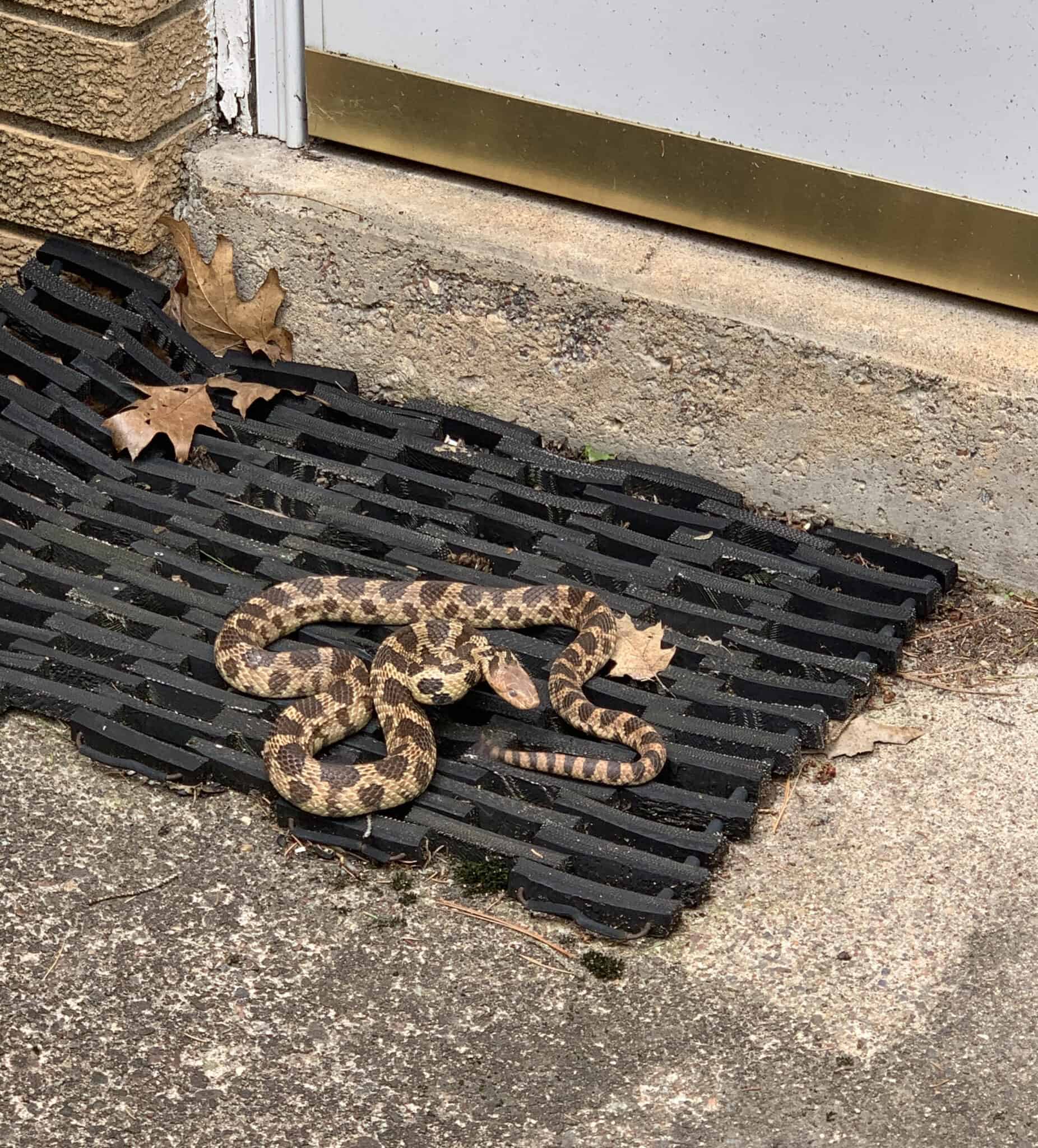 Mystery solved: DNR identifies snake spotted in Tomahawk