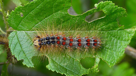 DNR: Summer spongy moth outbreak could be worst in more than ten years