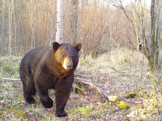 Learn to Hunt Bear webinar slated for next month