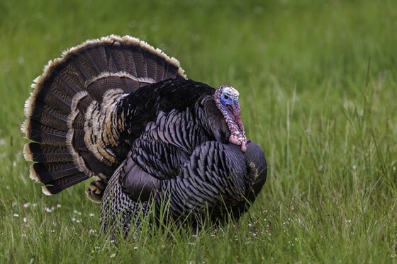 Spring turkey season registration totals up from five-year average