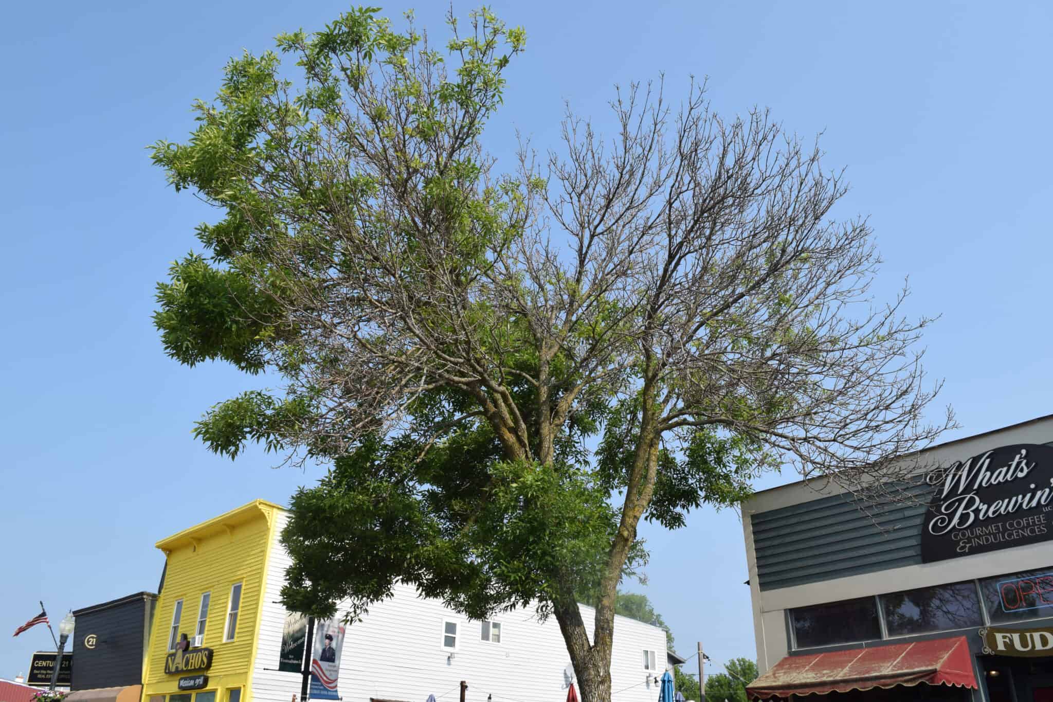City of Tomahawk to seek DNR grant funds to aid in removing, replacing EAB-impacted ash trees