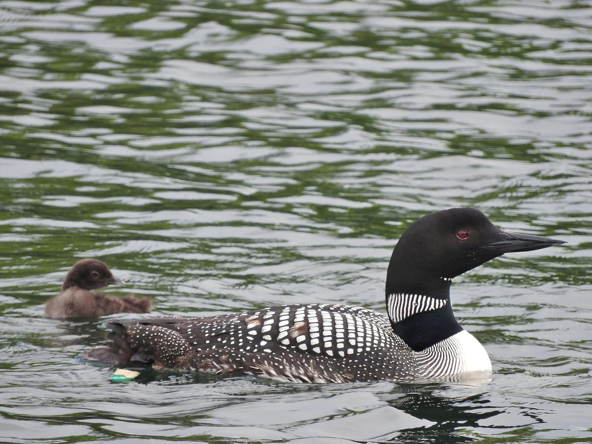 Natural Connections: Learning from Banded Loons