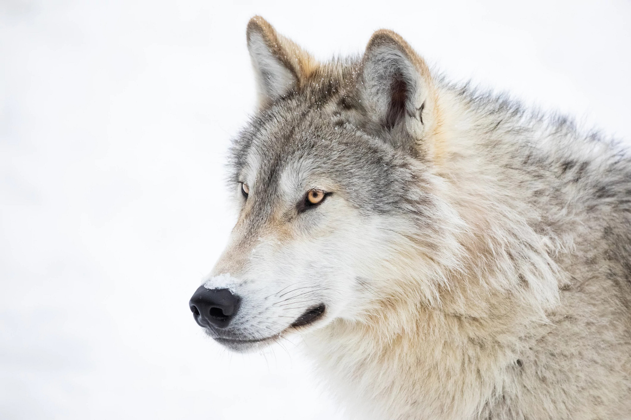 Natural Resources Board approves DNR’s 2023 Wolf Management Plan, administrative rule