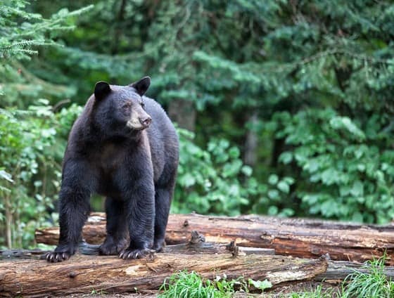 DNR: 2023 bear season results show drop in total harvest, hunter success rates