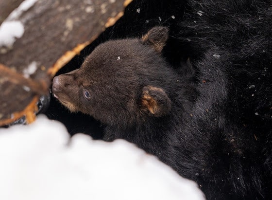 DNR encouraging public to report black bear dens this winter