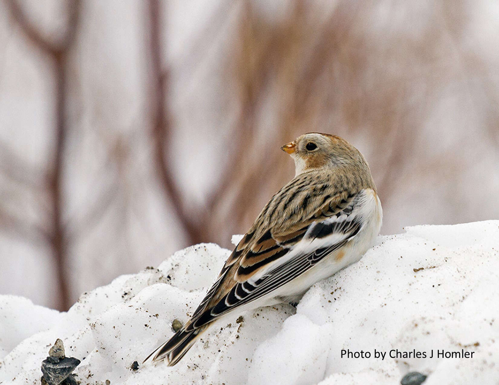 Natural Connections: Snow Buntings and Needle Ice Foretell Winter