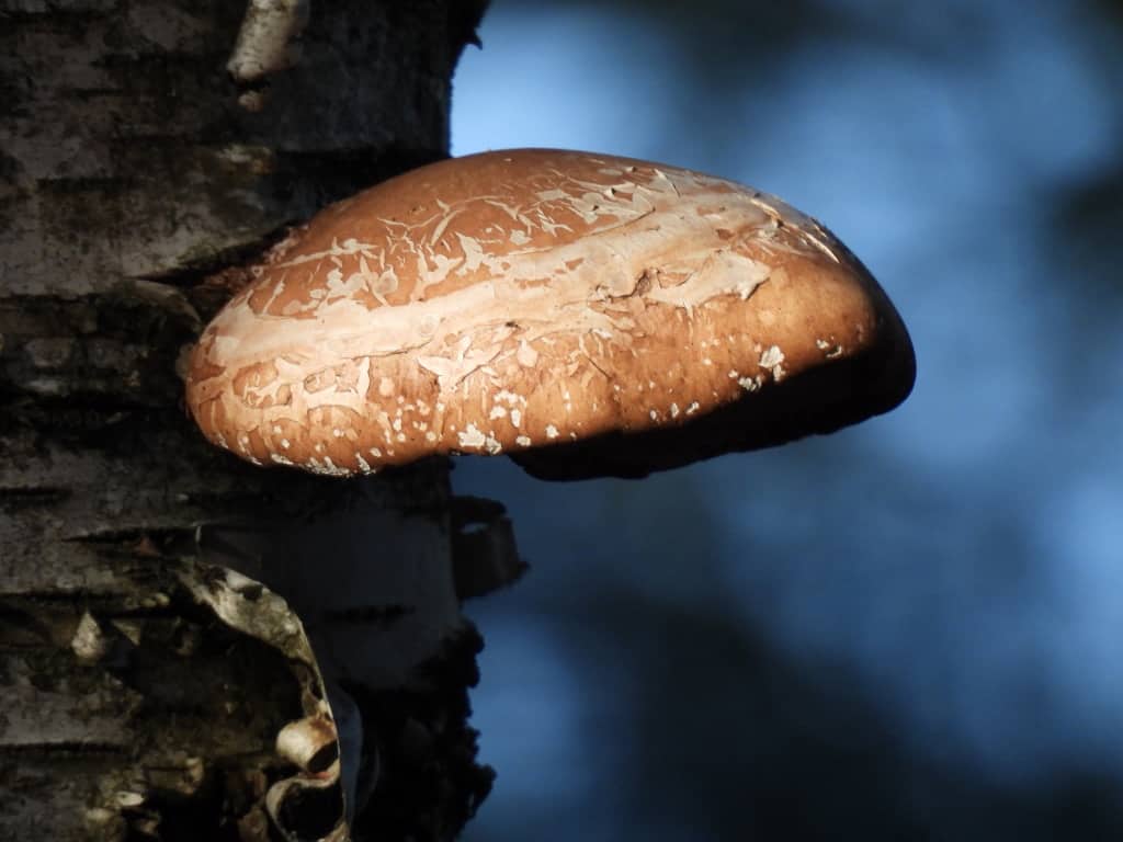 Natural Connections: Birch Polypore