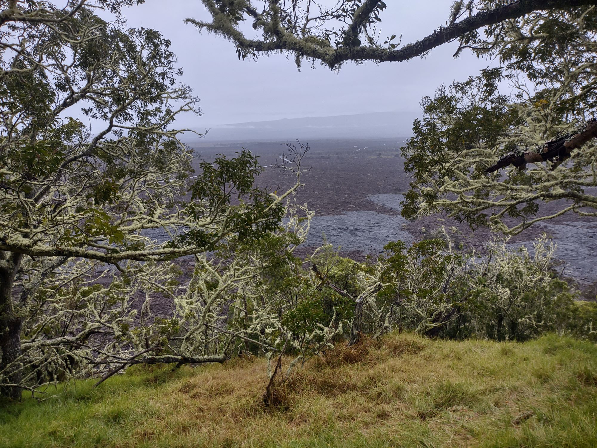Natural Connections: Lichens and Kipukas in Hawaii