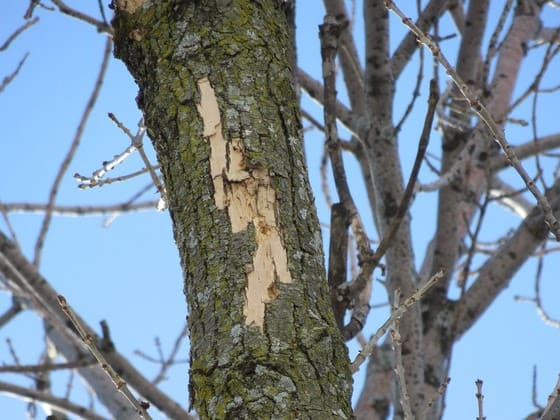 Property owners encouraged to watch for signs of EAB this winter