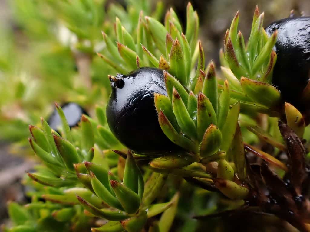Natural Connections: Nenes and Blueberries in Hawaii