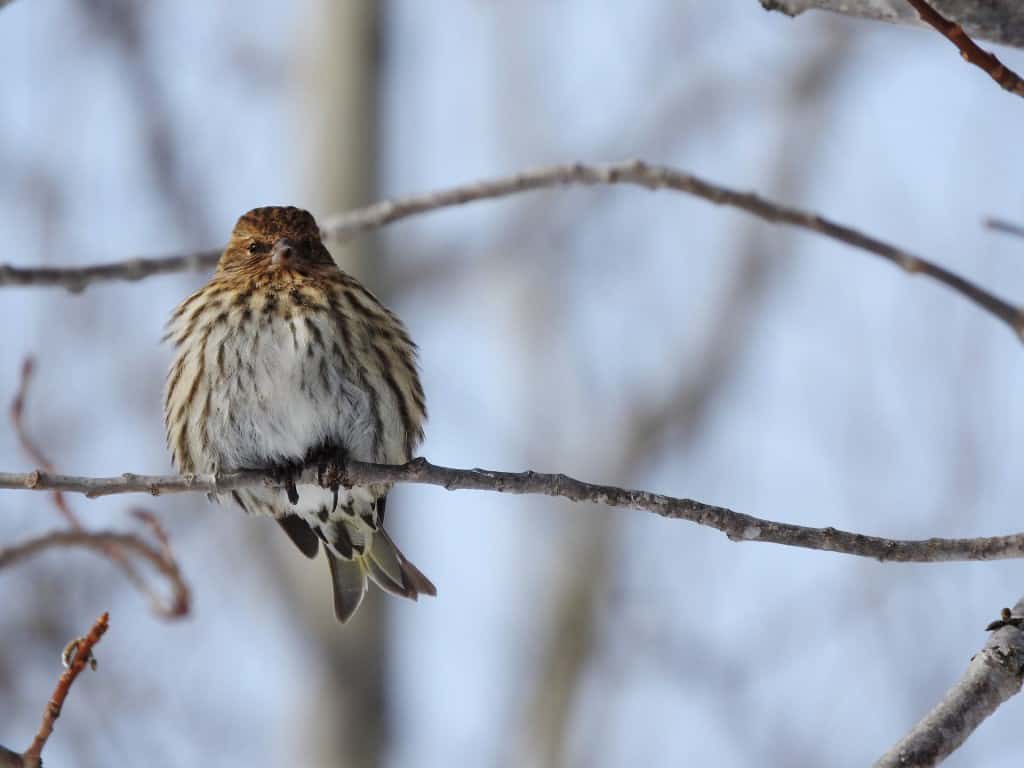 Natural Connections: Pine Siskins