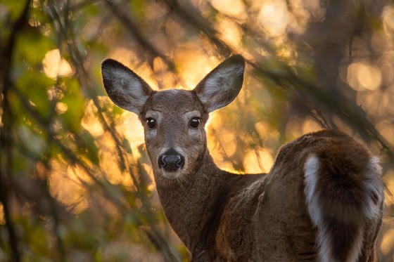 Annual Lincoln County Deer Advisory Council meeting slated for next month